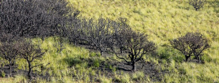 Black Summer bushfire research – Independent Bushfire Group