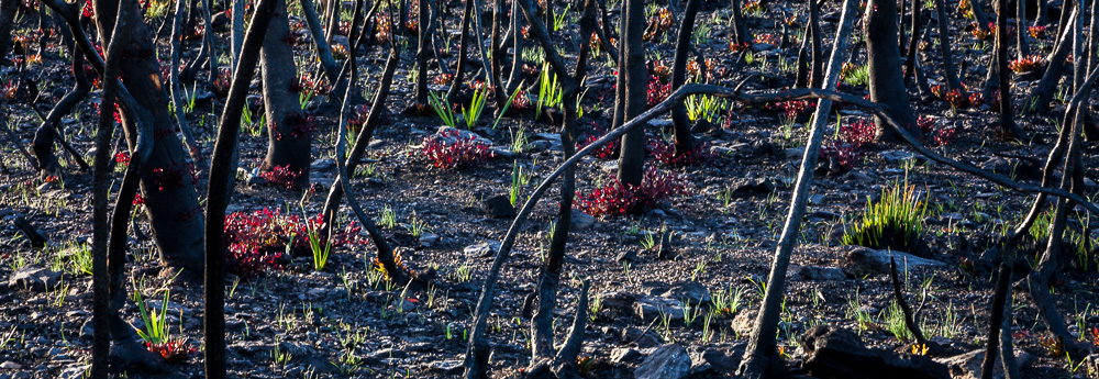 Nsw Bushfire Natural Hazards Research Centre Independent Bushfire Group